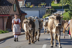 Alpabfahrt, Alpfahrt, Appenzell, Appenzell Ausserrohden, Appenzeller Hinterland, Brauchtum, Kühe, Landwirtschaft, Ostschweiz, Schweiz, Sennen, Suisse, Switzerland, Tracht, Urnäsch, Wirtschaft, Öberefahre