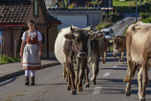 Alpabfahrt, Alpfahrt, Appenzell, Appenzell Ausserrohden, Appenzeller Hinterland, Brauchtum, Kühe, Landwirtschaft, Ostschweiz, Schweiz, Sennen, Suisse, Switzerland, Tracht, Urnäsch, Wirtschaft, Öberefahre