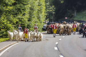 Alpabfahrt, Alpfahrt, Appenzell, Appenzell Ausserrohden, Appenzeller Hinterland, Brauchtum, Landwirtschaft, Ostschweiz, Schweiz, Sennen, Suisse, Switzerland, Tracht, Urnäsch, Wirtschaft, Öberefahre