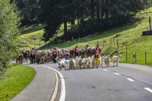 Alpabfahrt, Alpfahrt, Appenzell, Appenzell Ausserrohden, Appenzeller Hinterland, Brauchtum, Kühe, Landwirtschaft, Ostschweiz, Schweiz, Sennen, Suisse, Switzerland, Tracht, Urnäsch, Wirtschaft, Öberefahre