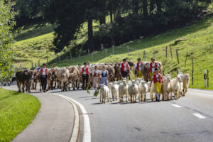 Alpabfahrt, Alpfahrt, Appenzell, Appenzell Ausserrohden, Appenzeller Hinterland, Brauchtum, Kühe, Landwirtschaft, Ostschweiz, Schweiz, Sennen, Suisse, Switzerland, Tracht, Urnäsch, Wirtschaft, Öberefahre