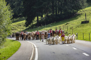 Alpabfahrt, Alpfahrt, Appenzell, Appenzell Ausserrohden, Appenzeller Hinterland, Brauchtum, Kühe, Landwirtschaft, Ostschweiz, Schweiz, Sennen, Suisse, Switzerland, Tracht, Urnäsch, Wirtschaft, Öberefahre