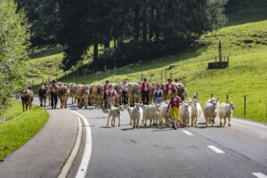 Alpabfahrt, Alpfahrt, Appenzell, Appenzell Ausserrohden, Appenzeller Hinterland, Brauchtum, Kühe, Landwirtschaft, Ostschweiz, Schweiz, Sennen, Suisse, Switzerland, Tracht, Urnäsch, Wirtschaft, Öberefahre