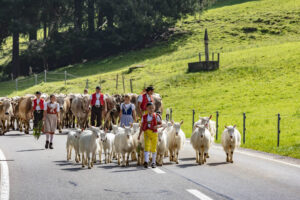 Alpabfahrt, Alpfahrt, Appenzell, Appenzell Ausserrohden, Appenzeller Hinterland, Brauchtum, Kühe, Landwirtschaft, Ostschweiz, Schweiz, Sennen, Suisse, Switzerland, Tracht, Urnäsch, Wirtschaft, Öberefahre