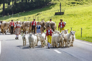 Alpabfahrt, Alpfahrt, Appenzell, Appenzell Ausserrohden, Appenzeller Hinterland, Brauchtum, Kühe, Landwirtschaft, Ostschweiz, Schweiz, Sennen, Suisse, Switzerland, Tracht, Urnäsch, Wirtschaft, Öberefahre