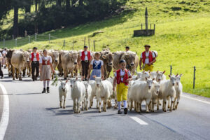 Alpabfahrt, Alpfahrt, Appenzell, Appenzell Ausserrohden, Appenzeller Hinterland, Brauchtum, Kühe, Landwirtschaft, Ostschweiz, Schweiz, Sennen, Suisse, Switzerland, Tracht, Urnäsch, Wirtschaft, Öberefahre