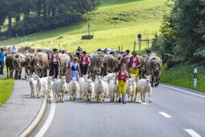 Alpabfahrt, Alpfahrt, Appenzell, Appenzell Ausserrohden, Appenzeller Hinterland, Brauchtum, Kühe, Landwirtschaft, Ostschweiz, Schweiz, Sennen, Suisse, Switzerland, Tracht, Urnäsch, Wirtschaft, Öberefahre