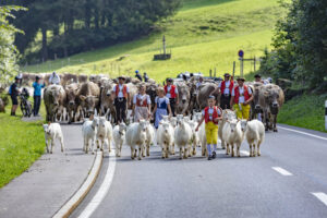 Alpabfahrt, Alpfahrt, Appenzell, Appenzell Ausserrohden, Appenzeller Hinterland, Brauchtum, Kühe, Landwirtschaft, Ostschweiz, Schweiz, Sennen, Suisse, Switzerland, Tracht, Urnäsch, Wirtschaft, Öberefahre