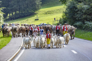 Alpabfahrt, Alpfahrt, Appenzell, Appenzell Ausserrohden, Appenzeller Hinterland, Brauchtum, Kühe, Landwirtschaft, Ostschweiz, Schweiz, Sennen, Suisse, Switzerland, Tracht, Urnäsch, Wirtschaft, Öberefahre
