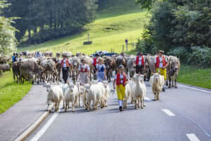 Alpabfahrt, Alpfahrt, Appenzell, Appenzell Ausserrohden, Appenzeller Hinterland, Brauchtum, Kühe, Landwirtschaft, Ostschweiz, Schweiz, Sennen, Suisse, Switzerland, Tracht, Urnäsch, Wirtschaft, Öberefahre