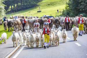 Alpabfahrt, Alpfahrt, Appenzell, Appenzell Ausserrohden, Appenzeller Hinterland, Brauchtum, Kühe, Landwirtschaft, Ostschweiz, Schweiz, Sennen, Suisse, Switzerland, Tracht, Urnäsch, Wirtschaft, Öberefahre