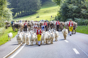 Alpabfahrt, Alpfahrt, Appenzell, Appenzell Ausserrohden, Appenzeller Hinterland, Brauchtum, Kühe, Landwirtschaft, Ostschweiz, Schweiz, Sennen, Suisse, Switzerland, Tracht, Urnäsch, Wirtschaft, Öberefahre