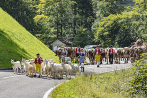 Alpabfahrt, Alpfahrt, Appenzell, Appenzell Ausserrohden, Appenzeller Hinterland, Brauchtum, Kühe, Landwirtschaft, Ostschweiz, Schweiz, Sennen, Suisse, Switzerland, Tracht, Urnäsch, Wirtschaft, Öberefahre