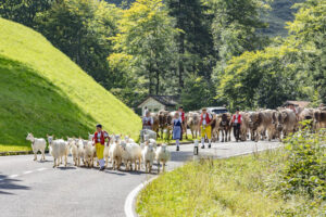 Alpabfahrt, Alpfahrt, Appenzell, Appenzell Ausserrohden, Appenzeller Hinterland, Brauchtum, Kühe, Landwirtschaft, Ostschweiz, Schweiz, Sennen, Suisse, Switzerland, Tracht, Urnäsch, Wirtschaft, Öberefahre