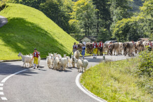 Alpabfahrt, Alpfahrt, Appenzell, Appenzell Ausserrohden, Appenzeller Hinterland, Brauchtum, Kühe, Landwirtschaft, Ostschweiz, Schweiz, Sennen, Suisse, Switzerland, Tracht, Urnäsch, Wirtschaft, Öberefahre