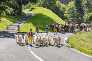 Alpabfahrt, Alpfahrt, Appenzell, Appenzell Ausserrohden, Appenzeller Hinterland, Brauchtum, Landwirtschaft, Ostschweiz, Schweiz, Sennen, Suisse, Switzerland, Tracht, Urnäsch, Wirtschaft, Öberefahre