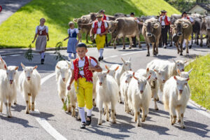 Alpabfahrt, Alpfahrt, Appenzell, Appenzell Ausserrohden, Appenzeller Hinterland, Brauchtum, Landwirtschaft, Ostschweiz, Schweiz, Sennen, Suisse, Switzerland, Tracht, Urnäsch, Wirtschaft, Öberefahre