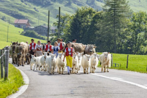 Alpabfahrt, Alpfahrt, Appenzell, Appenzell Ausserrohden, Appenzeller Hinterland, Brauchtum, Landwirtschaft, Ostschweiz, Schweiz, Sennen, Suisse, Switzerland, Tracht, Urnäsch, Wirtschaft, Öberefahre