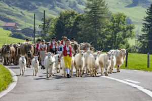 Alpabfahrt, Alpfahrt, Appenzell, Appenzell Ausserrohden, Appenzeller Hinterland, Brauchtum, Landwirtschaft, Ostschweiz, Schweiz, Sennen, Suisse, Switzerland, Tracht, Urnäsch, Wirtschaft, Öberefahre