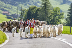 Alpabfahrt, Alpfahrt, Appenzell, Appenzell Ausserrohden, Appenzeller Hinterland, Brauchtum, Landwirtschaft, Ostschweiz, Schweiz, Sennen, Suisse, Switzerland, Tracht, Urnäsch, Wirtschaft, Öberefahre