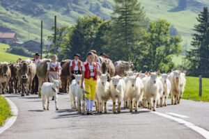 Alpabfahrt, Alpfahrt, Appenzell, Appenzell Ausserrohden, Appenzeller Hinterland, Brauchtum, Landwirtschaft, Ostschweiz, Schweiz, Sennen, Suisse, Switzerland, Tracht, Urnäsch, Wirtschaft, Öberefahre