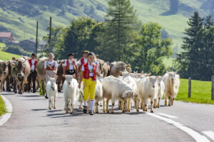 Alpabfahrt, Alpfahrt, Appenzell, Appenzell Ausserrohden, Appenzeller Hinterland, Brauchtum, Landwirtschaft, Ostschweiz, Schweiz, Sennen, Suisse, Switzerland, Tracht, Urnäsch, Wirtschaft, Öberefahre