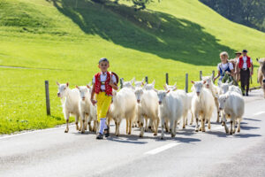 Alpabfahrt, Alpfahrt, Appenzell, Appenzell Ausserrohden, Appenzeller Hinterland, Brauchtum, Landwirtschaft, Ostschweiz, Schweiz, Sennen, Suisse, Switzerland, Tracht, Urnäsch, Wirtschaft, Öberefahre