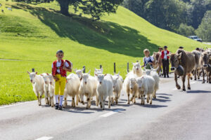 Alpabfahrt, Alpfahrt, Appenzell, Appenzell Ausserrohden, Appenzeller Hinterland, Brauchtum, Landwirtschaft, Ostschweiz, Schweiz, Sennen, Suisse, Switzerland, Tracht, Urnäsch, Wirtschaft, Öberefahre