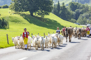 Alpabfahrt, Alpfahrt, Appenzell, Appenzell Ausserrohden, Appenzeller Hinterland, Brauchtum, Landwirtschaft, Ostschweiz, Schweiz, Sennen, Suisse, Switzerland, Tracht, Urnäsch, Wirtschaft, Öberefahre