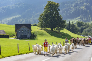 Alpabfahrt, Alpfahrt, Appenzell, Appenzell Ausserrohden, Appenzeller Hinterland, Brauchtum, Landwirtschaft, Ostschweiz, Schweiz, Sennen, Suisse, Switzerland, Tracht, Urnäsch, Wirtschaft, Öberefahre