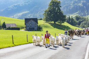 Alpabfahrt, Alpfahrt, Appenzell, Appenzell Ausserrohden, Appenzeller Hinterland, Brauchtum, Landwirtschaft, Ostschweiz, Schweiz, Sennen, Suisse, Switzerland, Tracht, Urnäsch, Wirtschaft, Öberefahre