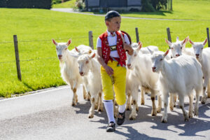 Alpabfahrt, Alpfahrt, Appenzell, Appenzell Ausserrohden, Appenzeller Hinterland, Brauchtum, Landwirtschaft, Ostschweiz, Schweiz, Sennen, Suisse, Switzerland, Tracht, Urnäsch, Wirtschaft, Öberefahre