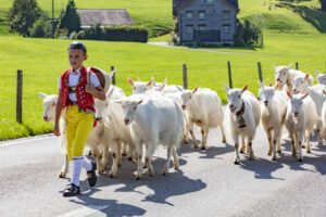 Alpabfahrt, Alpfahrt, Appenzell, Appenzell Ausserrohden, Appenzeller Hinterland, Brauchtum, Landwirtschaft, Ostschweiz, Schweiz, Sennen, Suisse, Switzerland, Tracht, Urnäsch, Wirtschaft, Öberefahre