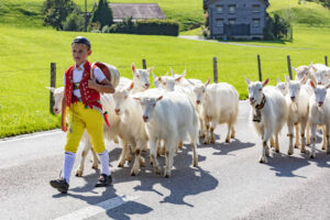 Alpabfahrt, Alpfahrt, Appenzell, Appenzell Ausserrohden, Appenzeller Hinterland, Brauchtum, Landwirtschaft, Ostschweiz, Schweiz, Sennen, Suisse, Switzerland, Tracht, Urnäsch, Wirtschaft, Öberefahre