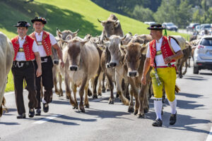 Alpabfahrt, Alpfahrt, Appenzell, Appenzell Ausserrohden, Appenzeller Hinterland, Brauchtum, Kühe, Landwirtschaft, Ostschweiz, Schweiz, Sennen, Suisse, Switzerland, Tracht, Urnäsch, Wirtschaft, Öberefahre