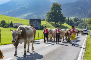 Alpabfahrt, Alpfahrt, Appenzell, Appenzell Ausserrohden, Appenzeller Hinterland, Brauchtum, Kühe, Landwirtschaft, Ostschweiz, Schweiz, Sennen, Suisse, Switzerland, Tracht, Urnäsch, Wirtschaft, Öberefahre