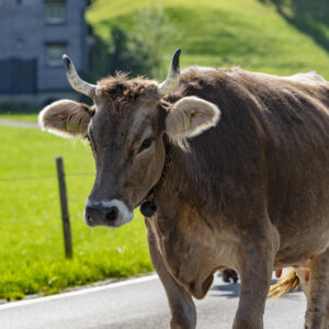 Alpabfahrt, Alpfahrt, Appenzell, Appenzell Ausserrohden, Appenzeller Hinterland, Brauchtum, Landwirtschaft, Ostschweiz, Schweiz, Sennen, Suisse, Switzerland, Tracht, Urnäsch, Wirtschaft, Öberefahre