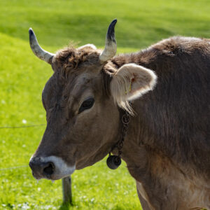 Alpabfahrt, Alpfahrt, Appenzell, Appenzell Ausserrohden, Appenzeller Hinterland, Brauchtum, Landwirtschaft, Ostschweiz, Schweiz, Sennen, Suisse, Switzerland, Tracht, Urnäsch, Wirtschaft, Öberefahre