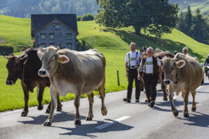 Alpabfahrt, Alpfahrt, Appenzell, Appenzell Ausserrohden, Appenzeller Hinterland, Brauchtum, Landwirtschaft, Ostschweiz, Schweiz, Sennen, Suisse, Switzerland, Tracht, Urnäsch, Wirtschaft, Öberefahre