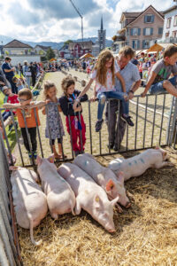 Alpabfahrt, Alpfahrt, Appenzell, Appenzell Ausserrohden, Appenzeller Hinterland, Bauernmarkt, Brauchtum, Landwirtschaft, Ostschweiz, Schwein, Schweine, Schweiz, Sennen, Suisse, Switzerland, Tracht, Urnäsch, Wirtschaft, Öberefahre