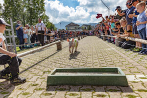 Alpabfahrt, Alpfahrt, Appenzell, Appenzell Ausserrohden, Appenzeller Hinterland, Bauernmarkt, Brauchtum, Landwirtschaft, Musik, Ostschweiz, Schwein, Schweine, Schweiz, Sennen, Suisse, Switzerland, Tracht, Urnäsch, Wirtschaft, Öberefahre