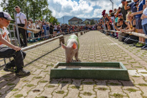 Alpabfahrt, Alpfahrt, Appenzell, Appenzell Ausserrohden, Appenzeller Hinterland, Bauernmarkt, Brauchtum, Landwirtschaft, Ostschweiz, Schwein, Schweine, Schweiz, Sennen, Suisse, Switzerland, Tracht, Urnäsch, Wirtschaft, Öberefahre