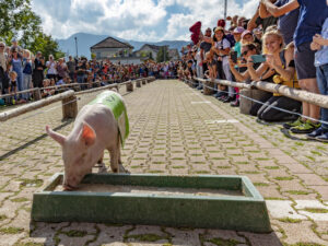 Alpabfahrt, Alpfahrt, Appenzell, Appenzell Ausserrohden, Appenzeller Hinterland, Bauernmarkt, Brauchtum, Landwirtschaft, Ostschweiz, Schwein, Schweine, Schweiz, Sennen, Suisse, Switzerland, Tracht, Urnäsch, Wirtschaft, Öberefahre