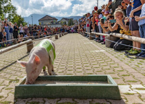 Alpabfahrt, Alpfahrt, Appenzell, Appenzell Ausserrohden, Appenzeller Hinterland, Bauernmarkt, Brauchtum, Landwirtschaft, Ostschweiz, Schwein, Schweine, Schweiz, Sennen, Suisse, Switzerland, Tracht, Urnäsch, Wirtschaft, Öberefahre