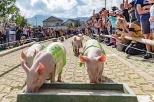 Alpabfahrt, Alpfahrt, Appenzell, Appenzell Ausserrohden, Appenzeller Hinterland, Bauernmarkt, Brauchtum, Landwirtschaft, Ostschweiz, Schwein, Schweine, Schweiz, Sennen, Suisse, Switzerland, Tracht, Urnäsch, Wirtschaft, Öberefahre