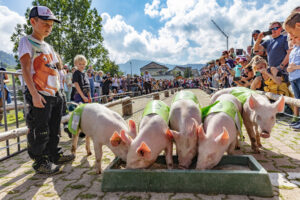 Alpabfahrt, Alpfahrt, Appenzell, Appenzell Ausserrohden, Appenzeller Hinterland, Bauernmarkt, Brauchtum, Landwirtschaft, Ostschweiz, Schwein, Schweine, Schweiz, Sennen, Suisse, Switzerland, Tracht, Urnäsch, Wirtschaft, Öberefahre