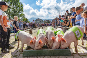 Alpabfahrt, Alpfahrt, Appenzell, Appenzell Ausserrohden, Appenzeller Hinterland, Bauernmarkt, Brauchtum, Landwirtschaft, Ostschweiz, Schwein, Schweine, Schweiz, Sennen, Suisse, Switzerland, Tracht, Urnäsch, Wirtschaft, Öberefahre