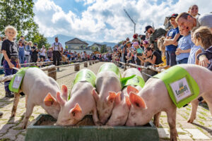 Alpabfahrt, Alpfahrt, Appenzell, Appenzell Ausserrohden, Appenzeller Hinterland, Bauernmarkt, Brauchtum, Landwirtschaft, Ostschweiz, Schwein, Schweine, Schweiz, Sennen, Suisse, Switzerland, Tracht, Urnäsch, Wirtschaft, Öberefahre