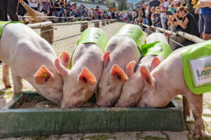 Alpabfahrt, Alpfahrt, Appenzell, Appenzell Ausserrohden, Appenzeller Hinterland, Bauernmarkt, Brauchtum, Landwirtschaft, Ostschweiz, Schwein, Schweine, Schweiz, Sennen, Suisse, Switzerland, Tracht, Urnäsch, Wirtschaft, Öberefahre