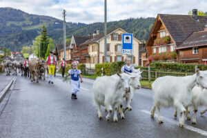 Appenzell, Appenzell Ausserrohden, Autumn, Fall, Herbst, Landwirtschaft, Schweiz, Sennen, Suisse, Switzerland, Tracht, Urnäsch, Viehschau, Wirtschaft, tradition